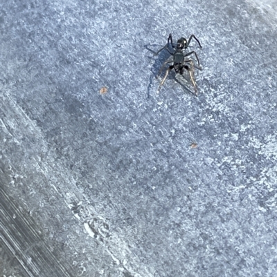 Myrmarachne luctuosa (Polyrachis Ant Mimic Spider) at QPRC LGA - 19 Mar 2023 by Hejor1
