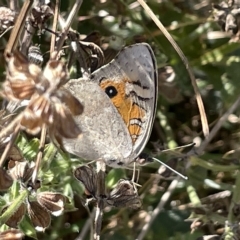 Junonia villida (Meadow Argus) at Barracks Flat Drive Reserve - 19 Mar 2023 by Hejor1