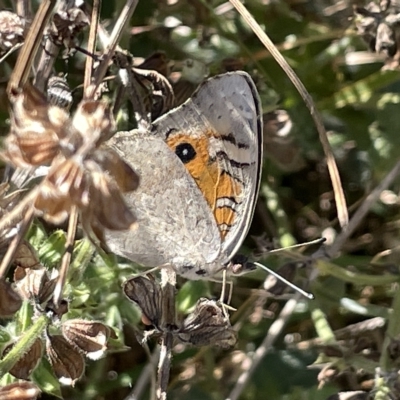 Junonia villida (Meadow Argus) at Karabar, NSW - 19 Mar 2023 by Hejor1