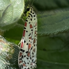 Utetheisa pulchelloides (Heliotrope Moth) at Karabar, NSW - 19 Mar 2023 by Hejor1