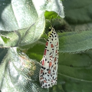 Utetheisa pulchelloides at Karabar, NSW - 19 Mar 2023