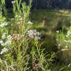 Olearia glandulosa (Swamp Daisy Bush) at Tinderry, NSW - 19 Mar 2023 by MattM
