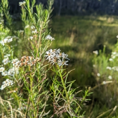 Olearia glandulosa (Swamp Daisy Bush) at Tinderry Nature Reserve - 18 Mar 2023 by MattM