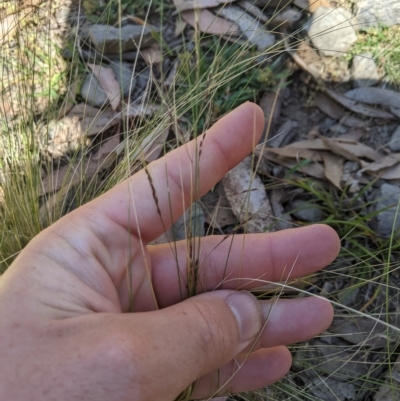 Nassella trichotoma (Serrated Tussock) at Tinderry, NSW - 19 Mar 2023 by MattM