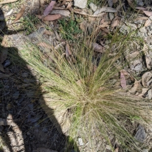 Nassella trichotoma at Tinderry, NSW - 19 Mar 2023