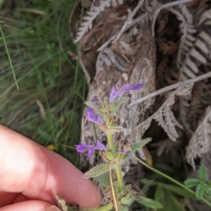 Ajuga australis at Tinderry, NSW - 19 Mar 2023