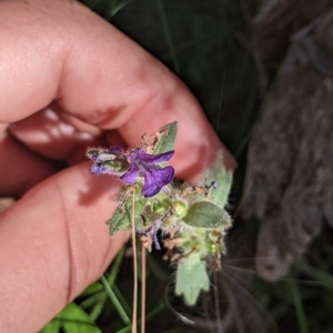 Ajuga australis at Tinderry, NSW - 19 Mar 2023