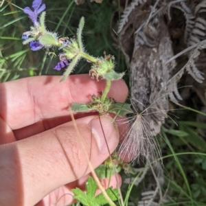 Ajuga australis at Tinderry, NSW - 19 Mar 2023