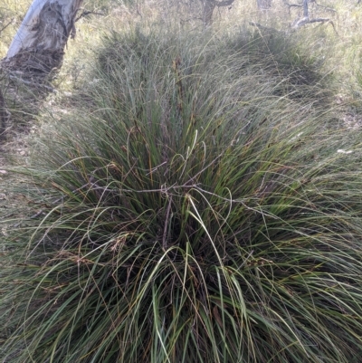 Gahnia subaequiglumis (Bog Saw-sedge) at Tinderry, NSW - 19 Mar 2023 by MattM