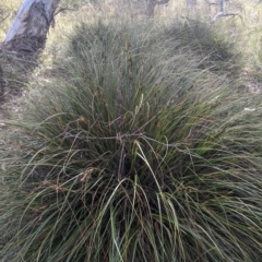Gahnia subaequiglumis (Bog Saw-sedge) at Tinderry, NSW - 18 Mar 2023 by MattM