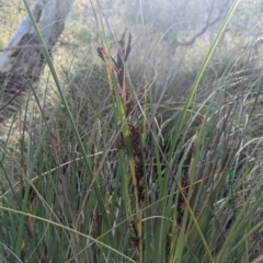 Gahnia subaequiglumis at Tinderry, NSW - 19 Mar 2023 09:13 AM