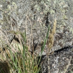 Holcus lanatus (Yorkshire Fog) at Tinderry, NSW - 19 Mar 2023 by MattM