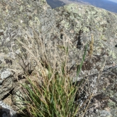 Holcus lanatus at Tinderry, NSW - 19 Mar 2023