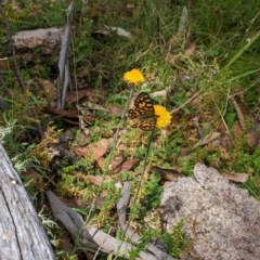 Oreixenica lathoniella (Silver Xenica) at Tinderry Nature Reserve - 19 Mar 2023 by MattM