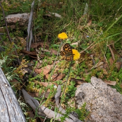 Oreixenica lathoniella (Silver Xenica) at Tinderry Nature Reserve - 19 Mar 2023 by MattM