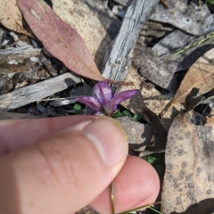 Wahlenbergia gloriosa (Royal Bluebell) at Tinderry Nature Reserve - 19 Mar 2023 by MattM