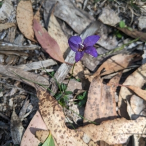 Wahlenbergia gloriosa at Tinderry, NSW - 19 Mar 2023
