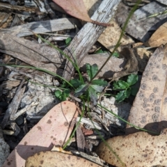 Wahlenbergia gloriosa at Tinderry, NSW - 19 Mar 2023