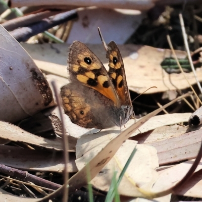 Geitoneura klugii (Marbled Xenica) at Felltimber Creek NCR - 18 Mar 2023 by KylieWaldon