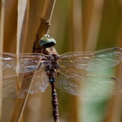 Adversaeschna brevistyla (Blue-spotted Hawker) at Jerrabomberra Wetlands - 19 Mar 2023 by regeraghty