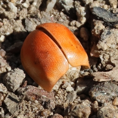 Paropsis sp. (genus) (A leaf beetle) at West Wodonga, VIC - 18 Mar 2023 by KylieWaldon