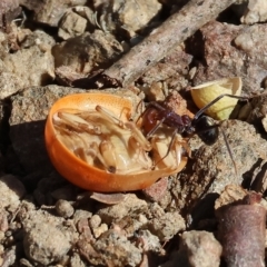 Paropsis sp. (genus) at West Wodonga, VIC - 18 Mar 2023