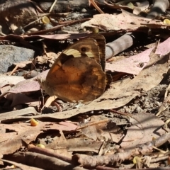 Heteronympha merope (Common Brown Butterfly) at Felltimber Creek NCR - 17 Mar 2023 by KylieWaldon