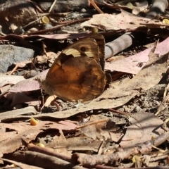 Heteronympha merope (Common Brown Butterfly) at West Wodonga, VIC - 18 Mar 2023 by KylieWaldon