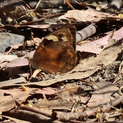 Heteronympha merope (Common Brown Butterfly) at Felltimber Creek NCR - 17 Mar 2023 by KylieWaldon