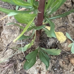 Symphyotrichum subulatum (Wild Aster, Bushy Starwort) at Aranda, ACT - 19 Mar 2023 by lbradley