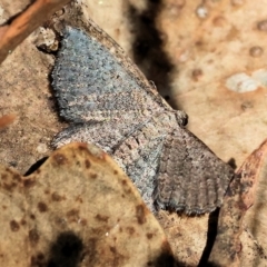 Unidentified Geometer moth (Geometridae) at Wodonga - 17 Mar 2023 by KylieWaldon