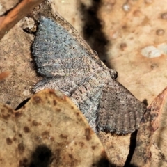 Unidentified Geometer moth (Geometridae) (TBC) at West Wodonga, VIC - 17 Mar 2023 by KylieWaldon