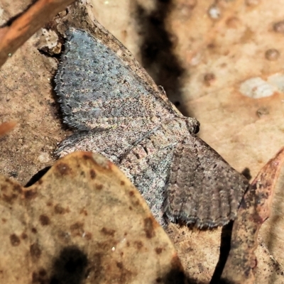 Unidentified Geometer moth (Geometridae) at Felltimber Creek NCR - 17 Mar 2023 by KylieWaldon