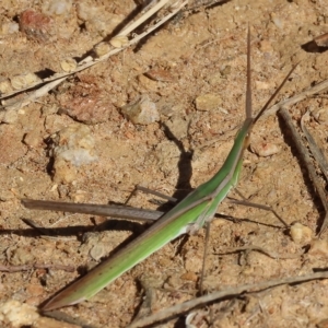 Acrida conica at West Wodonga, VIC - 18 Mar 2023