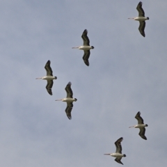 Pelecanus conspicillatus (Australian Pelican) at Wollondilly Local Government Area - 1 Mar 2023 by Freebird