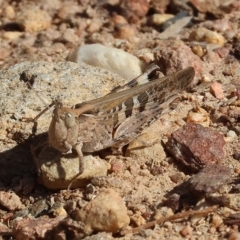Chortoicetes terminifera (Australian Plague Locust) at Felltimber Creek NCR - 18 Mar 2023 by KylieWaldon