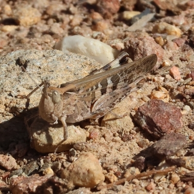 Chortoicetes terminifera (Australian Plague Locust) at Felltimber Creek NCR - 18 Mar 2023 by KylieWaldon
