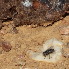 Unidentified True fly (Diptera) at West Wodonga, VIC - 18 Mar 2023 by KylieWaldon