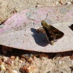 Taractrocera papyria (White-banded Grass-dart) at Felltimber Creek NCR - 18 Mar 2023 by KylieWaldon