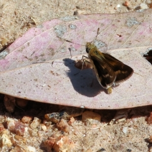 Taractrocera papyria (White-banded Grass-dart) at West Wodonga, VIC by KylieWaldon
