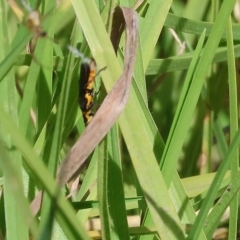 Chauliognathus lugubris (Plague Soldier Beetle) at Felltimber Creek NCR - 18 Mar 2023 by KylieWaldon