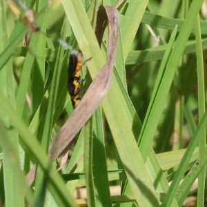 Chauliognathus lugubris (Plague Soldier Beetle) at West Wodonga, VIC by KylieWaldon