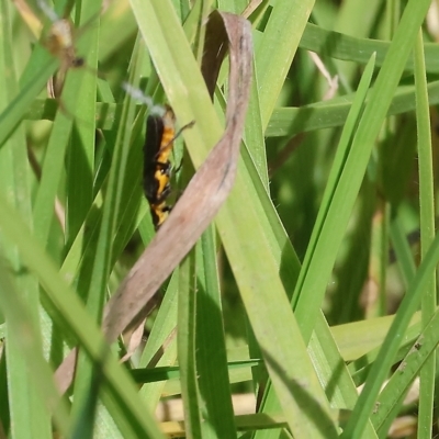 Chauliognathus lugubris (Plague Soldier Beetle) at Wodonga - 18 Mar 2023 by KylieWaldon