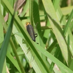 Chauliognathus lugubris at West Wodonga, VIC - 18 Mar 2023