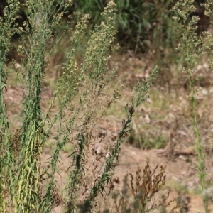 Erigeron sumatrensis (Tall Fleabane) at West Wodonga, VIC by KylieWaldon