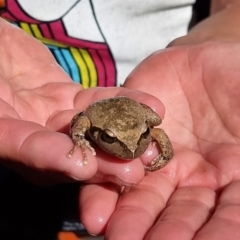 Litoria lesueuri (Lesueur's Tree-frog) at Wee Jasper, NSW - 19 Mar 2023 by dan.clark