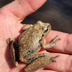 Litoria lesueuri at Wee Jasper, NSW - 19 Mar 2023