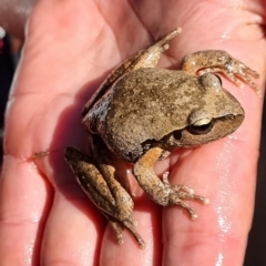 Litoria lesueuri at Wee Jasper, NSW - 19 Mar 2023