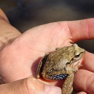 Litoria lesueuri at Wee Jasper, NSW - 19 Mar 2023