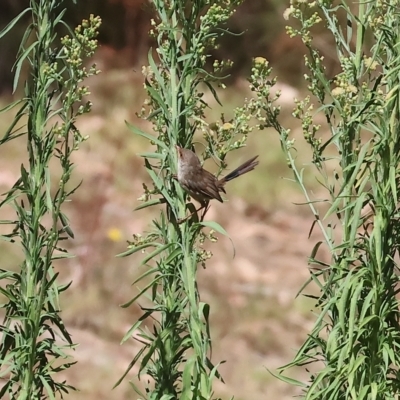 Malurus cyaneus (Superb Fairywren) at West Wodonga, VIC - 18 Mar 2023 by KylieWaldon